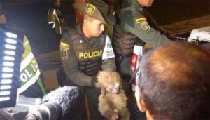 Policía Ambiental rescata oso perezoso en Tunjuelito