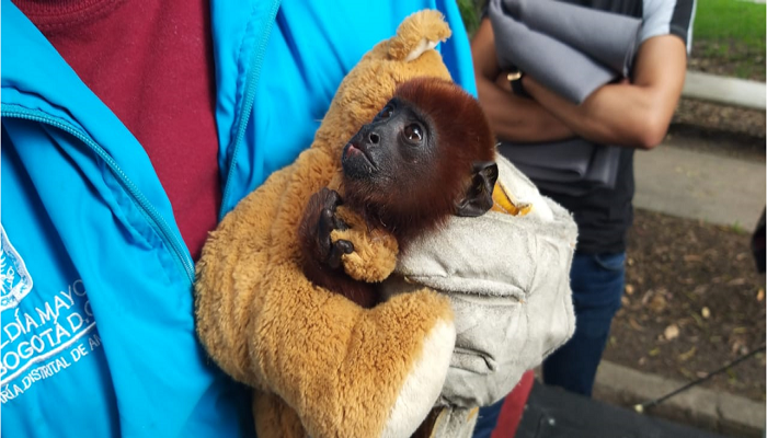 Recuperado mono aullador en el norte de Bogotá