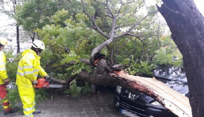 Caída de árboles en Suba por lluvias y temporada invernal deja sin luz más de 300 familias 