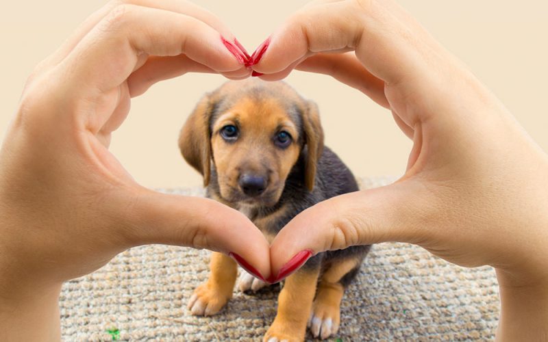 Este jueves 23 de septiembre de se celebra ¡Día Mundial del perro adoptado!