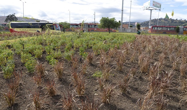 Soacha le apuesta a ser una biodiverciudad con la siembra de más de  35.000 individuos vegetales sobre la Autopista Sur