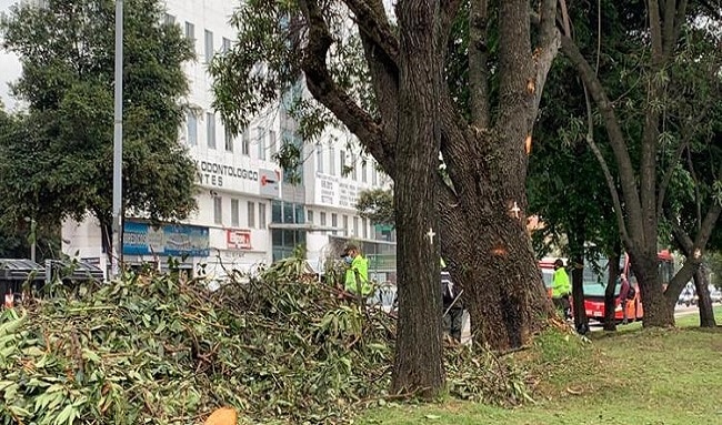 Vecinos de Niza Suba denuncian masiva tala de árboles «a escondidas», a medianoche