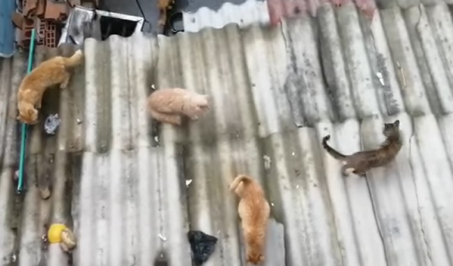 En Suba Lisboa urgen rescate de gaticos en riesgo por abandono
