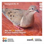 Más de 176 especies de aves habitan Bogotá