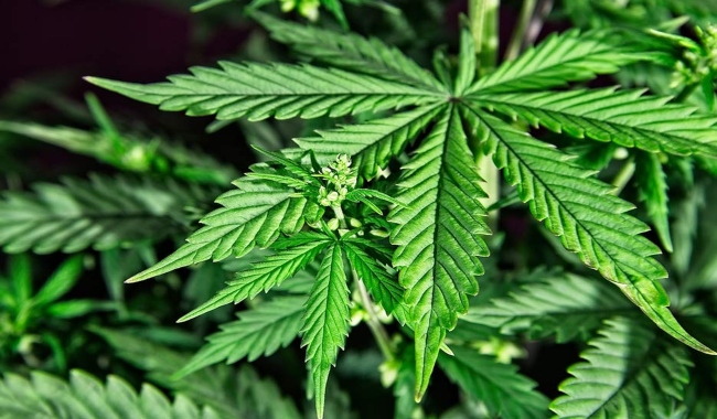 Se consolida el cannabis medicinal e industrial en el Meta