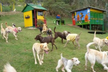 Guarderías caninas: por el bienestar animal en Bogotá Región Metropolitana