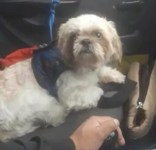Un hombre desalmado abandonó a su perrito viejo en un taxi cerca al Centro Comercial Plaza Imperial Suba