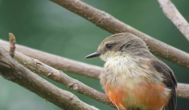 Providencia Parque Ecológico adelanta capacitaciones sobre educación y conservación de aves