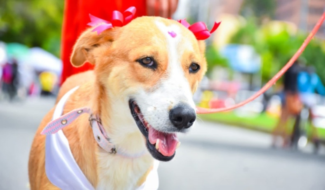Desfile de mascotas disfrazadas, ¡Recta final de la Feria del Hogar!