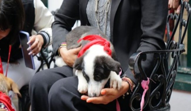 Alcaldía Local de Suba lanza nueva estrategia Pet Friendly para animales de sus funcionarios